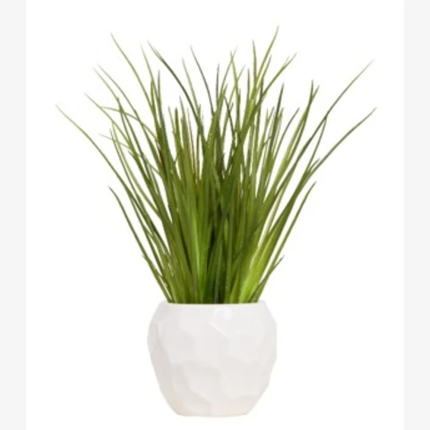 Осока в белом кашпо, В 27