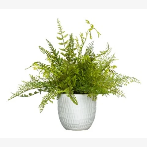 Микс папоротников в кашпо, В 33