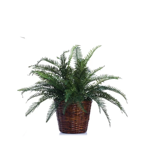 Папоротник в плетёном кашпо, В 35