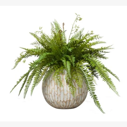 Папоротник в керамическом кашпо, В 45