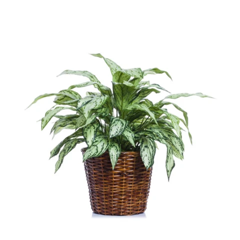 Аглаонема в плетёном кашпо, В 45
