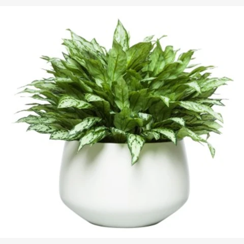 Аглаонема искусственная в кашпо, В 55