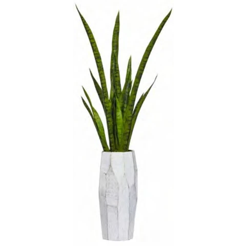 Сансевиерия в вазе, В 80