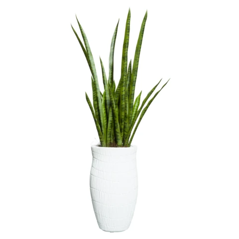 Сансевиерия в кашпо, В 110