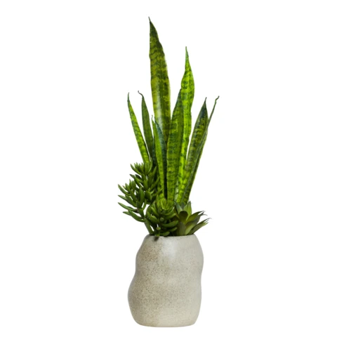 Сансевиерия и суккулент в вазе, В 60