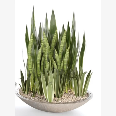 Декор напольный Сансевиерия бонсай, искусственные растения в кашпо, В 80