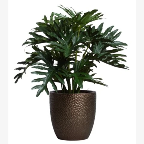 Филодендрон в кашпо, В 90