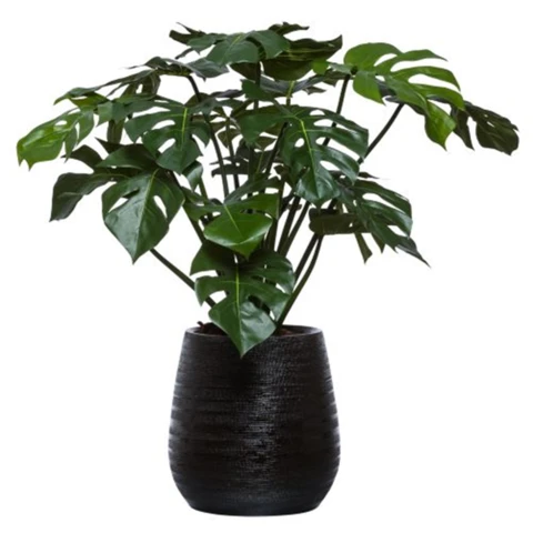 Монстера в кашпо L, В 55