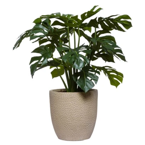 Монстера в кашпо M, В 85