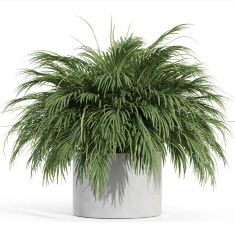 Пальма пышная мини в кашпо, В 66