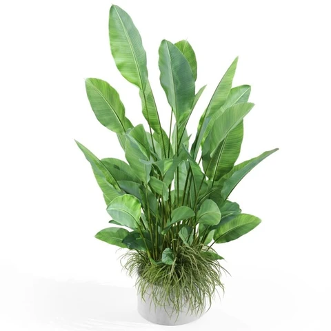 Пальма и банан в кашпо, В 95