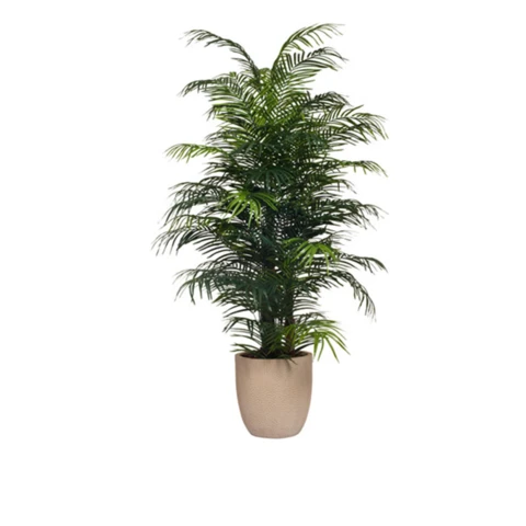 Пальма Арека в кашпо, В 190