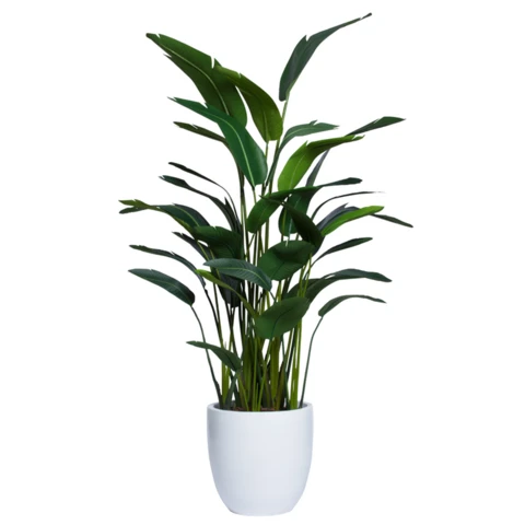 Стрелиция в кашпо, В 190