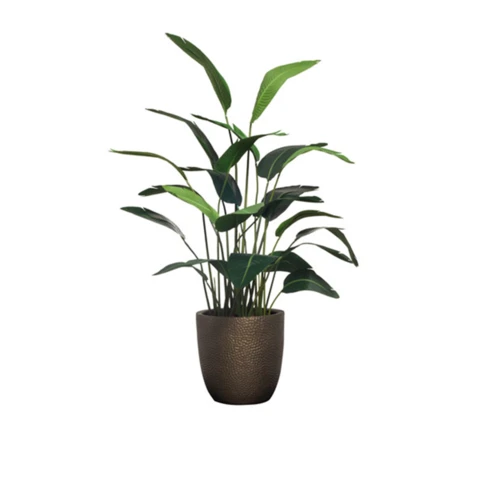 Стрелиция с филодендроном в кашпо, В 170