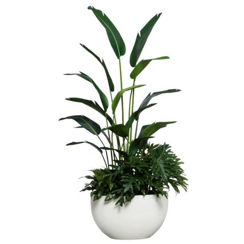 Стрелиция с филодендроном в кашпо, В 160