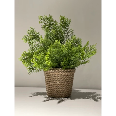 Кипарис в джутовом кашпо, В 30 Ш 25