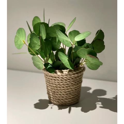 Эвкалипт Популус в джутовом кашпо, В 25 Ш 23