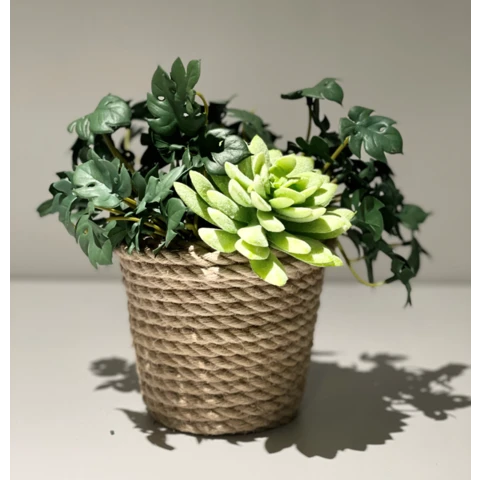 Филодендрон с суккулентом в джутовом кашпо, В 20 Ш 18