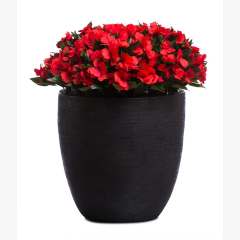 Бальзамин, в кашпо, В 73