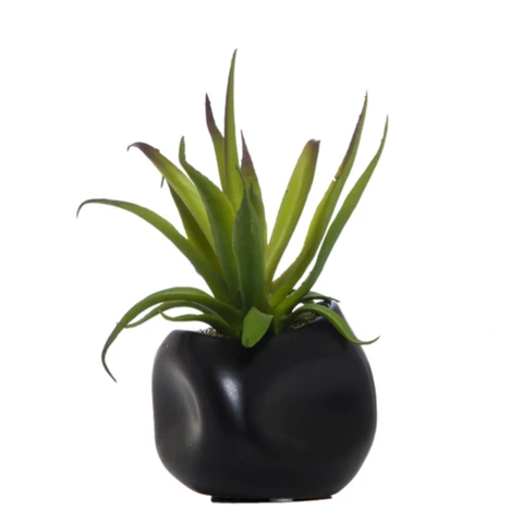 Хавортия, XS В 11