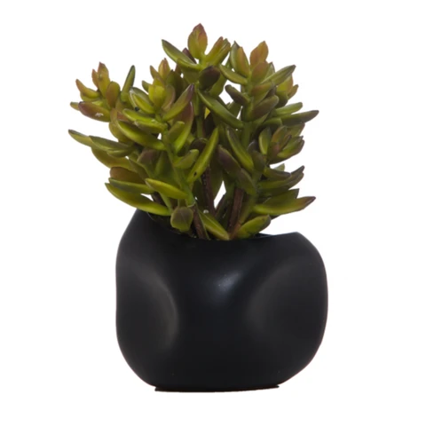 Крассула, XS В 11