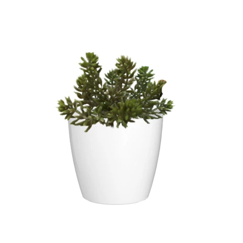 Хатиора, Д 10 В 15