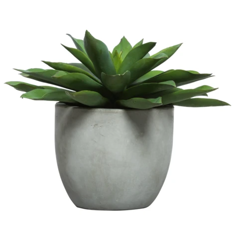 Эхеверия темно-зеленая, В 14