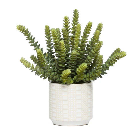 Искусственные суккуленты в керамической вазе Седум. В 21