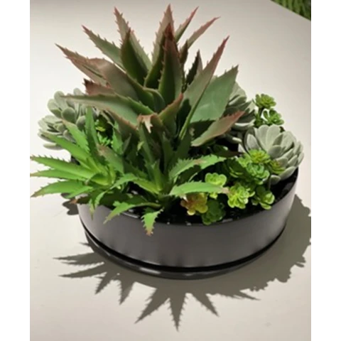 Микс суккулентов с Хавортией, В 12 Д 15