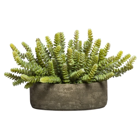 Суккуленты Перфората в кашпо, В 18 Д 22