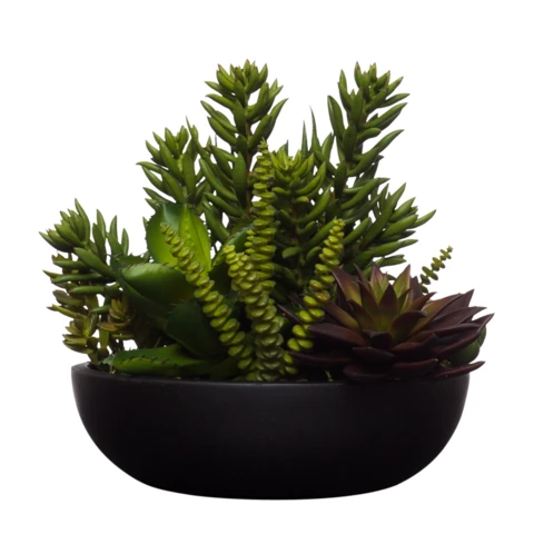 Микс суккулентов Эхеверия в чёрном кашпо, В 20 Д 17