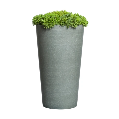 Суккуленты Рупестрис моно, В 80 Д 30