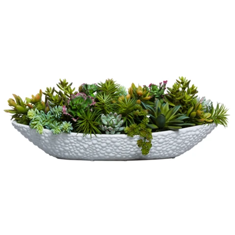 Микс суккулентов в кашпо лодочке, В 23 Д 50 Ш 14