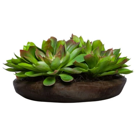 Эхеверия в деревянном блюдце, В 12
Д 20см