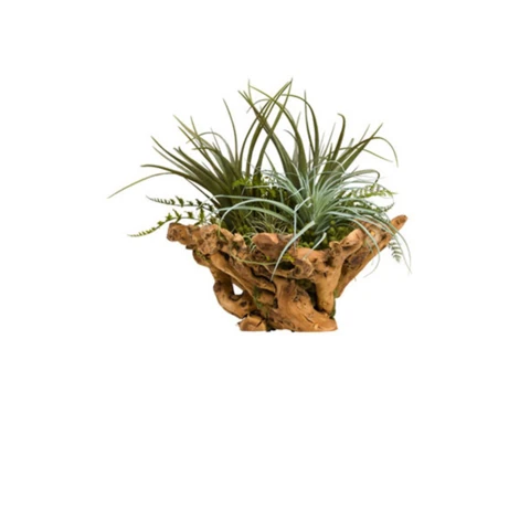 Микс суккулентов в дереве, Д 17 Ш 17 В 26