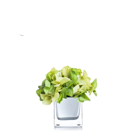 Орхидеи мини Зеленые В 16