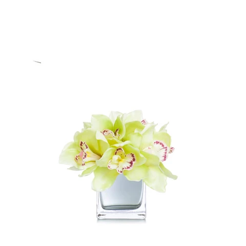 Орхидеи мини, Желтые В 16