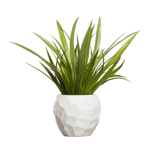 Осока мини В 17, в кашпо Д8