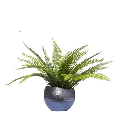 Папоротник Нефролепис в кашпо, В 20