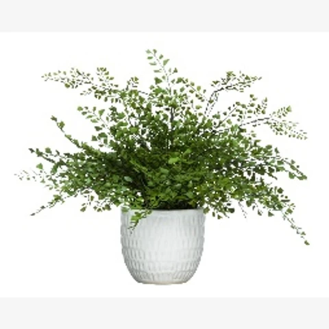 Папоротник Адиантум в кашпо, В 33