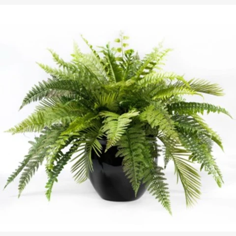 Папоротник Нефролепис в кашпо, В 45