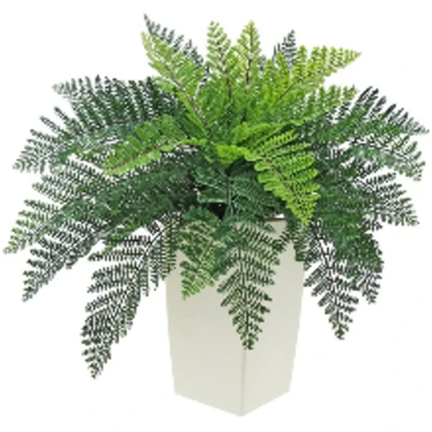 Папоротник крупнолистный в кашпо XL, В 90