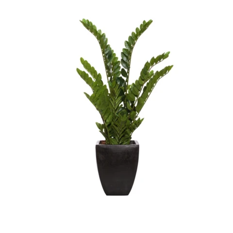 Замиокулькас в кашпо, В 85