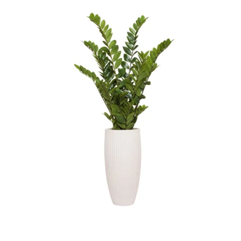 Замиокулькас в кашпо, В 110