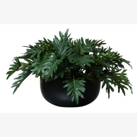 Филодендрон в кашпо, 
В 55