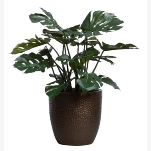 Монстера в кашпо M, В 50