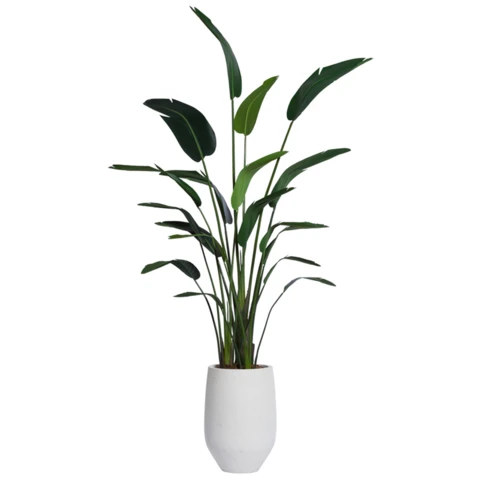 Стрелиция в кашпо, В 170