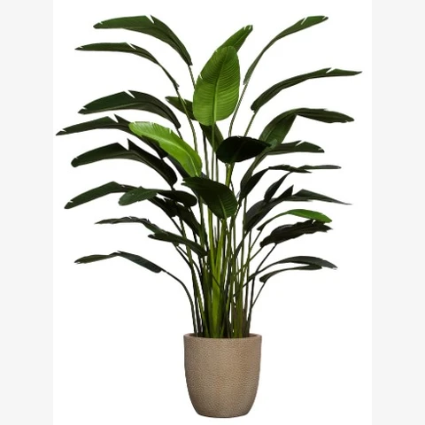 Стрелиция в кашпо, В 220