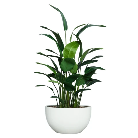 Стрелиция в кашпо, В 185