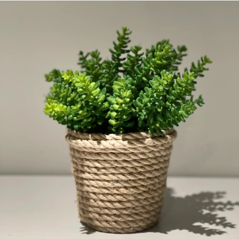 Суккулент в джутовом кашпо, В 22 Ш 17